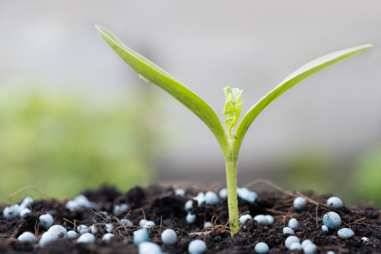 Close-up of a small green seedling with two broad cotyledons emerging from dark soil dotted with blue granular fertilizer pellets.